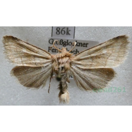 Eriopygodes imbecilla (Fabricius, 1794) Zmierzchówka słabka Austria86k